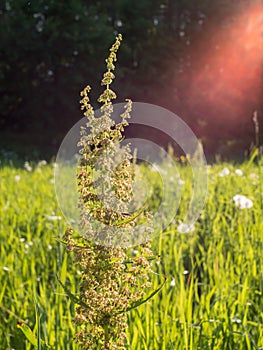 Dock plant at green hay field with backlight lens flare