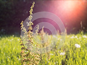 Dock plant at green hay field with backlight lens flare