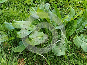 Dock plant Rumex obtusifolius in a grassy field