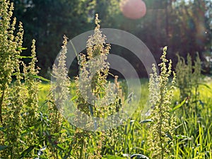 Dock plants growing on hay field