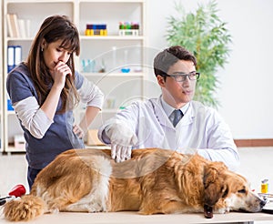 Doctor and assistant checking up golden retriever dog in vet cli