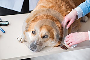 Doctor and assistant checking up golden retriever dog in vet cli