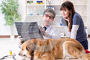 Doctor and assistant checking up golden retriever dog in vet cli