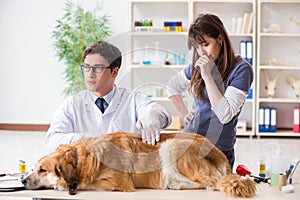 Doctor and assistant checking up golden retriever dog in vet cli