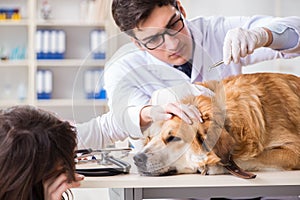 Doctor and assistant checking up golden retriever dog in vet cli