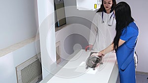 A doctor and an assistant prepare the cat for an X-ray examination.
