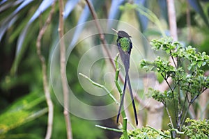 A Doctor Bird or Wimpelschwanz (Trochilus polytmus), Hummingbird, National Bird of Jamaica, Middle America