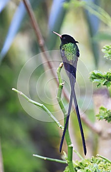 A Doctor Bird or Wimpelschwanz Trochilus polytmus, Hummingbird, National Bird of Jamaica, Middle America