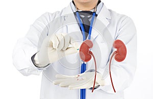 Doctor check 3D kidney urology ,