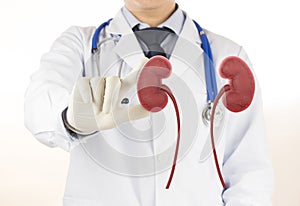 Doctor check 3D kidney urology