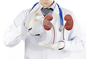 Doctor check 3D kidney urology photo