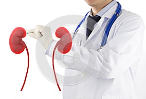 Doctor check 3D kidney urology photo