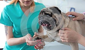 Doctor checking nails and girl stroking pug at hospital