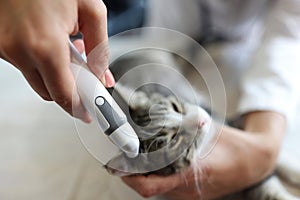 Doctor checks ears of furry cat using otoscope in vet clinic