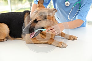Doctor cleaning dog`s teeth with toothbrush indoors