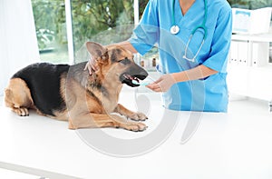 Doctor cleaning dog`s teeth with toothbrush indoors