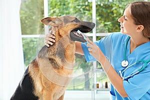 Doctor cleaning dog`s teeth with toothbrush indoors