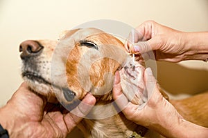 The doctor cleans his ears with a spaniel of golden color