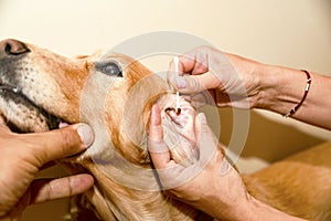 The doctor cleans his ears with a spaniel of golden color