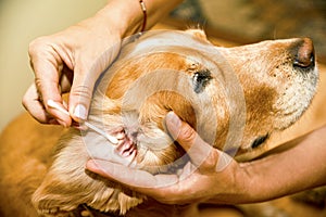 The doctor cleans his ears with a spaniel of golden color