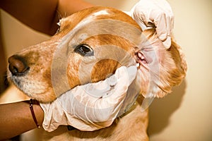 The doctor cleans his ears with a spaniel of golden color