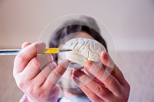 Doctor on defocused background holds in his hand anatomic model of human brain, pointing with pen in hand on brain in foreground.