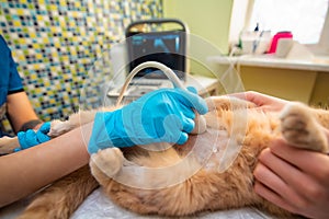 The doctor does an ultrasound examination of the cat`s abdomen
