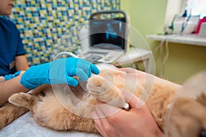 The doctor does an ultrasound examination of the cat`s abdomen photo