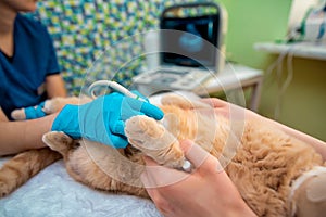 The doctor does an ultrasound examination of the cat`s abdomen, an animal on the operating table, a doctor and a patient