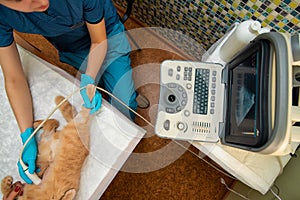 The doctor does an ultrasound examination of the cat`s abdomen, an animal on the operating table, a doctor and a patient photo