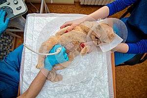 The doctor does an ultrasound examination of the cat`s abdomen, an animal on the operating table, a doctor and a patient photo