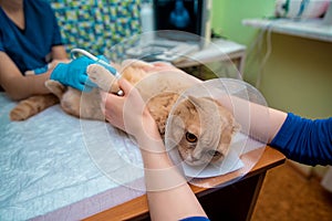 The doctor does an ultrasound examination of the cat`s abdomen, an animal on the operating table, a doctor and a patient photo