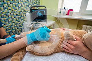 The doctor does an ultrasound examination of the cat`s abdomen photo