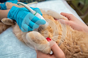 The doctor does an ultrasound examination of the cat`s abdomen photo