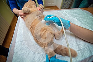 The doctor does an ultrasound examination of the cat`s abdomen photo