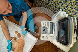 The doctor does an ultrasound examination of the cat`s abdomen photo