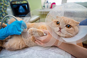 The doctor does an ultrasound examination of the cat`s abdomen photo