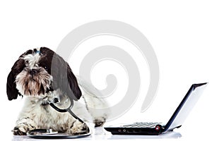 doctor dog computer isolated on white background