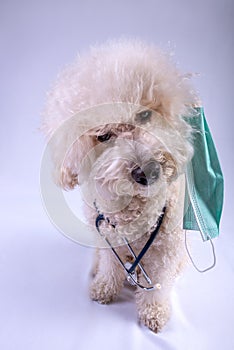 Doctor Dog - Cute Poodle Wearing Stethoscope and surgical mask Looking into the camera