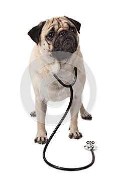 Doctor dog pug with stethoscope isolated on white