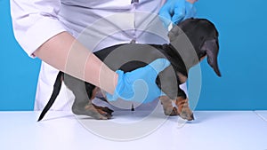 Doctor drops special therapeutic solution and treats withers of restless dachshund puppy against fleas, ticks and other