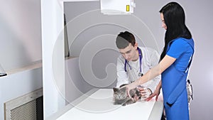 The doctor examines the cat in the X-ray room