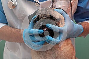 Doctor examines a pug dog`s teeth, veterinarian`s hands in latex gloves, oral hygiene of dog, sick