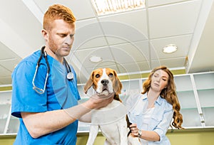 Doctor examining Beagle dog with woman assistant