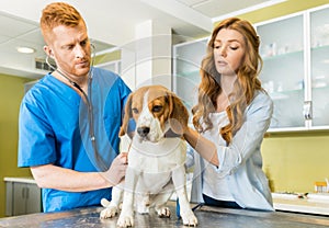 Doctor examining Beagle dog with woman assistant