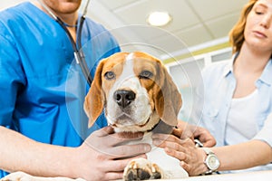 Doctor examining Beagle dog with woman assistant