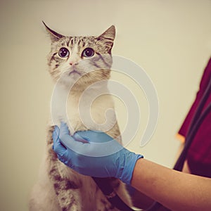 Doctor examining cat