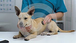 Doctor examining dog with stethoscope, veterinarian checkup, hospital service