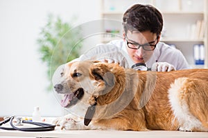 The doctor examining golden retriever dog in vet clinic