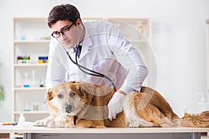 The doctor examining golden retriever dog in vet clinic